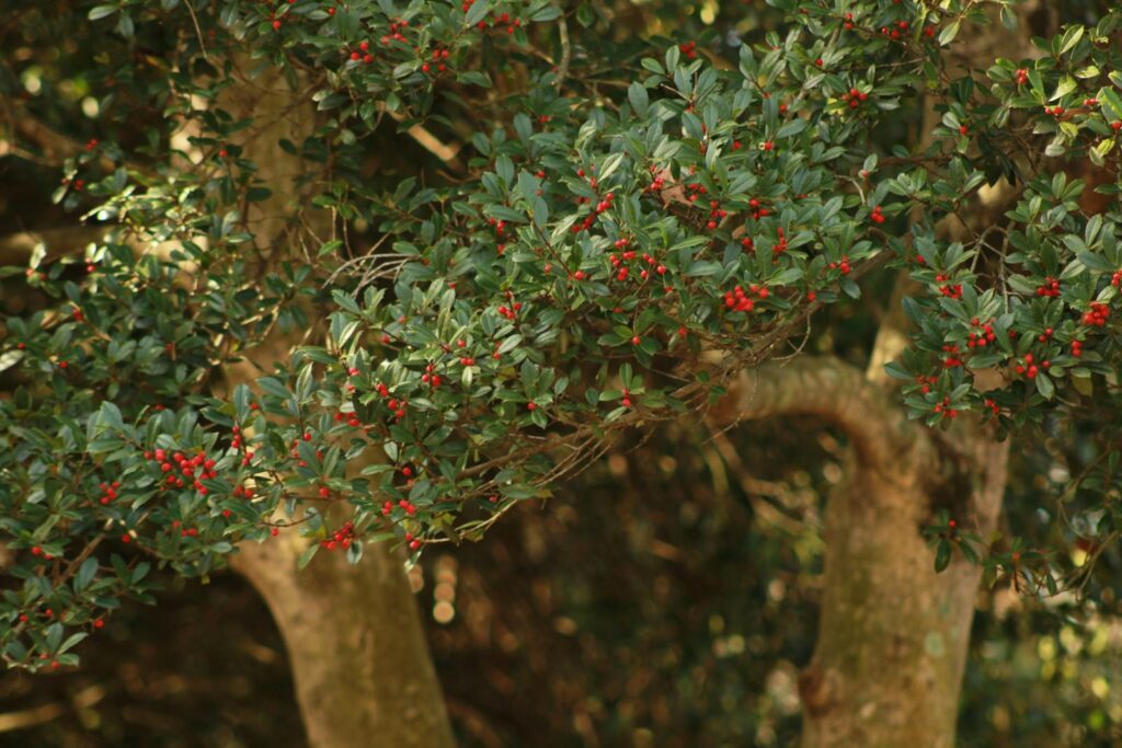 Close-up view of a holly tree showcasing vibrant green leaves and vivid red berries in natural sunlight.
