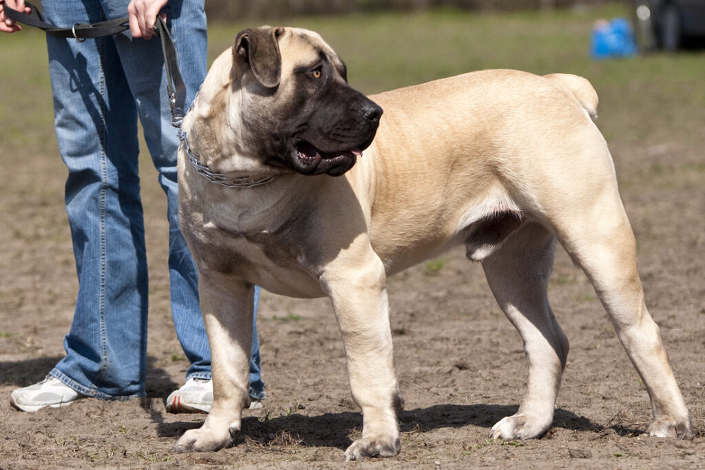 Boerboel Wiki1