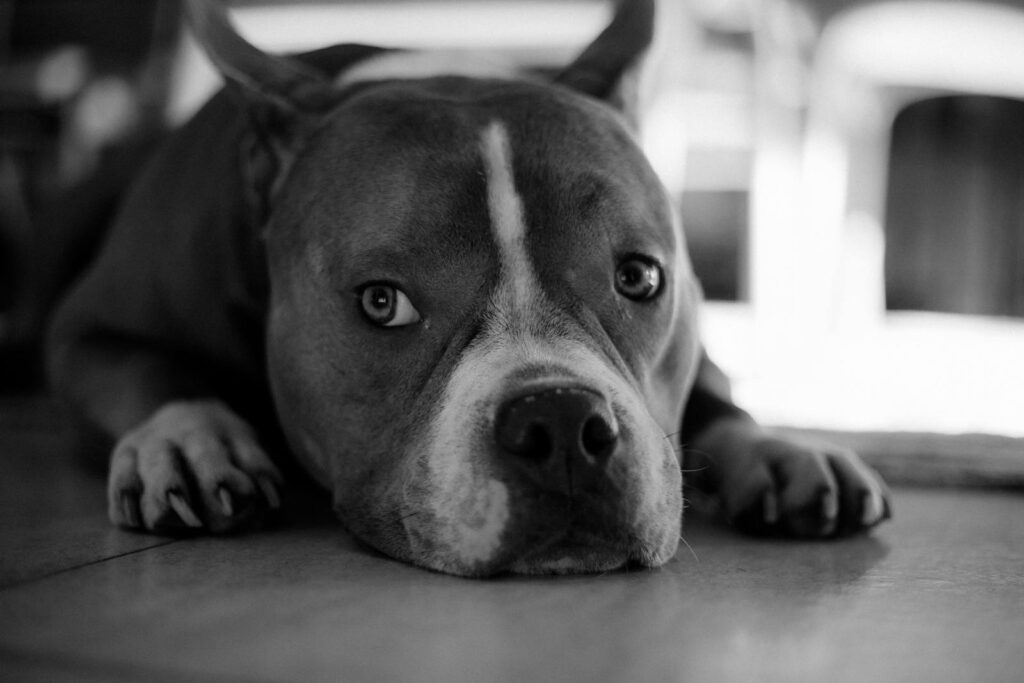 A serene black-and-white portrait of a pit bull lying down on the floor, showcasing its calm demeanor.