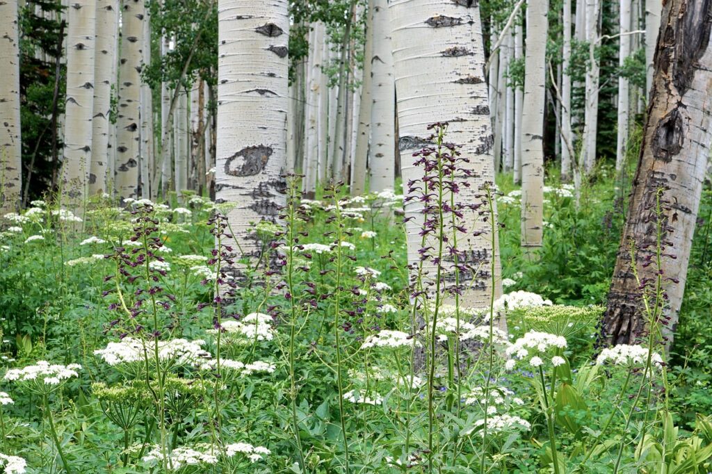 aspen, forest, wildflower, colorado, white, green, nature, landscape, trees, aspen, aspen, aspen, aspen, aspen