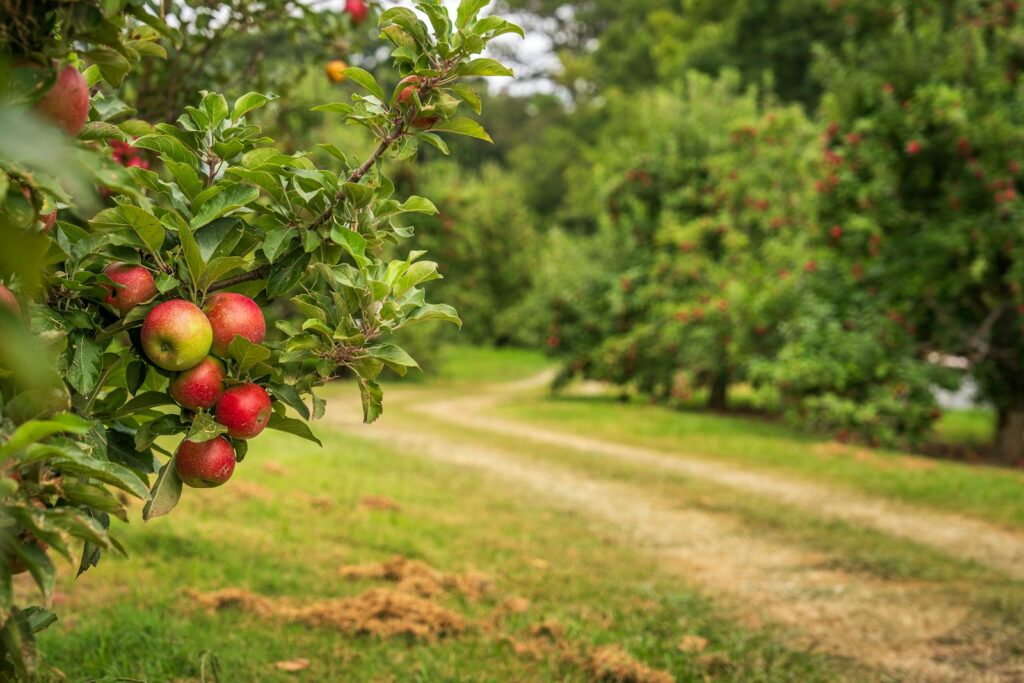 A picturesque orchard with ripe apples on tree branches along a dirt path.
