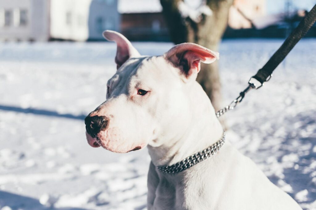 White dog on a leash enjoying a bright winter day outdoors, captured in portrait style.