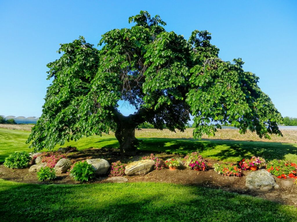 camperdown elm, tree, landscape, flower wallpaper, scenic, summer, spring, flower background, flowers, beautiful flowers, rural, green landscape, nature, green tree, green summer