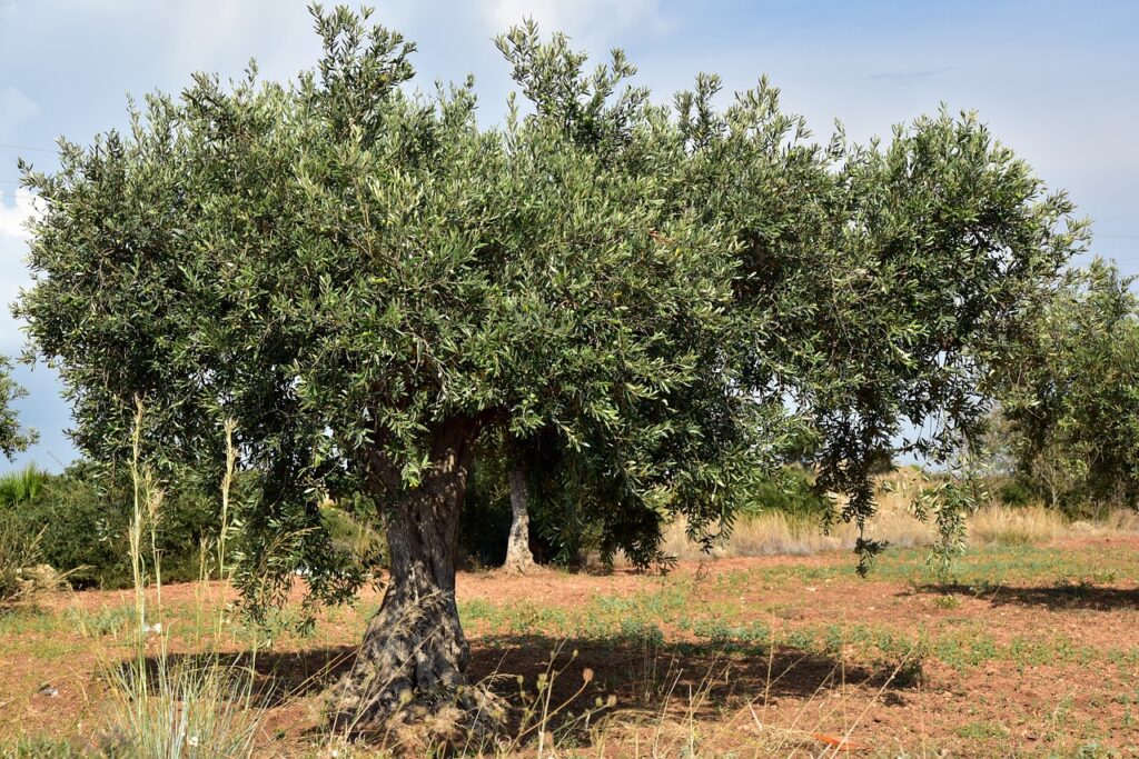 olive tree, olive field, mediterranean, agriculture, olive grove, nature, vegetation, green, field, olive planting, olive trees, plantation, planting, sicily, summer, olive cultivation, olive garden, landscape, olives, warm, gnarled, olive tree, olive tree, olive tree, olive tree, olive tree, olive trees