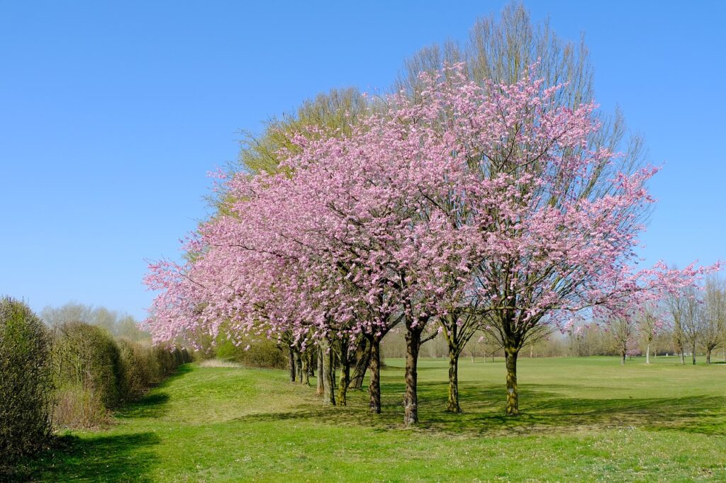 tree, blossoms, pink, cherry tree, bloom, nature, cherry blossoms, spring, flowering trees, flowering cherry, pink flowers, cherry tree, cherry tree, cherry tree, cherry tree, cherry tree, cherry blossoms
