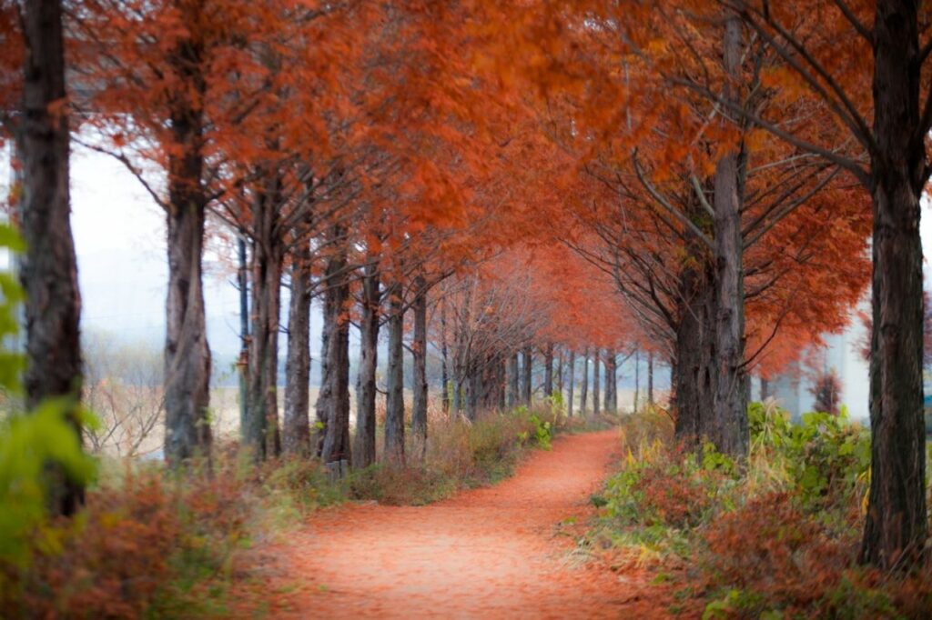 forest, maple tree, trees, trail, pathway, leaves, foliage, colonnade, maple tree, maple tree, maple tree, trees, pathway, pathway, pathway, pathway, nature, pathway, colonnade