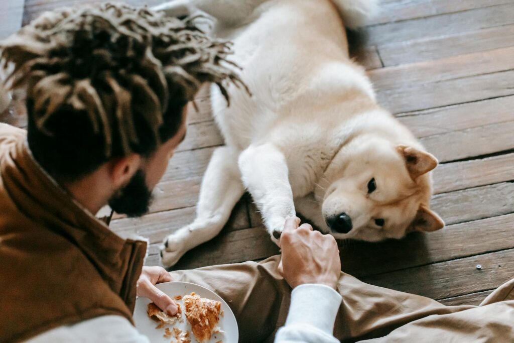 A man with dreadlocks shares a croissant with his Akita dog on a wooden floor, depicting friendship and bonding.