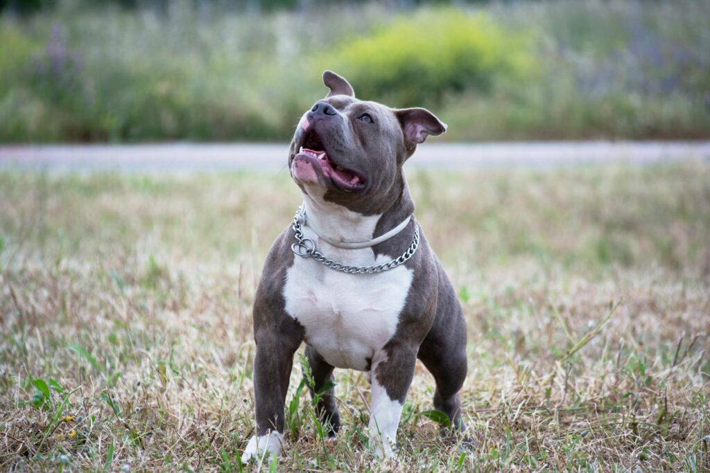 Cute Pit Bull Terrier looking up in a grassy field, showcasing its playful nature.