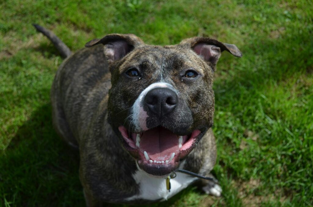 Brindle pitbull smiling in a grassy backyard on a sunny day, showcasing domestic joy.