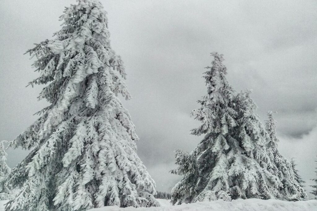 Snow-covered fir trees creating a serene wintery landscape, evoking a sense of calm and tranquility.