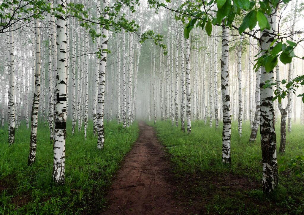 A serene foggy path through a lush birch forest, evoking tranquility and mystery.