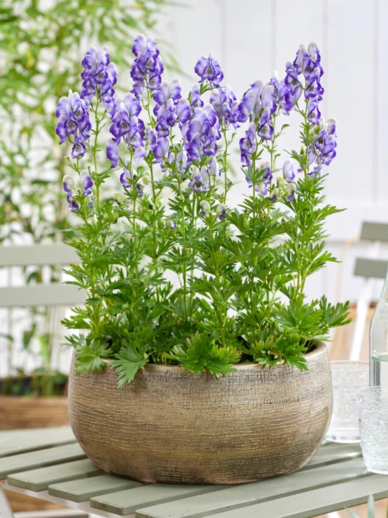 Aconitum Cammarum Bicolor 3