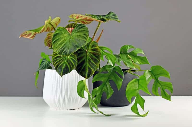 50 Common Indoor Plants That Are Surprisingly Harmful