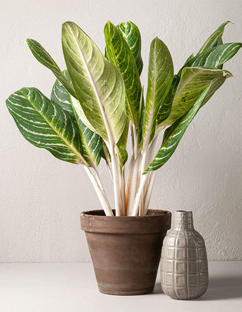 Aglaonema Key Lime 3