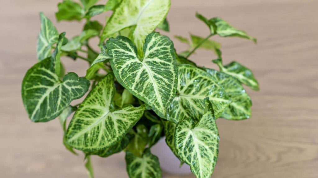 Arrowhead Plant (syngonium Podophyllum)
