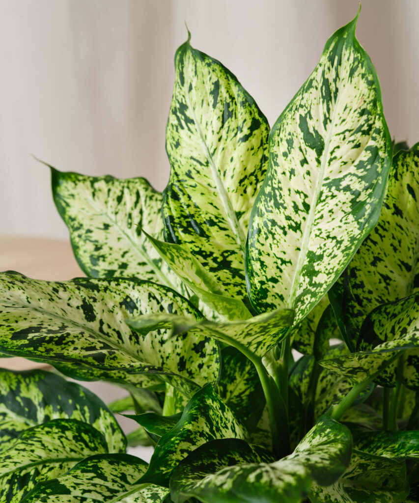 Bloomscape Dieffenbachia 10in Detail Scaled