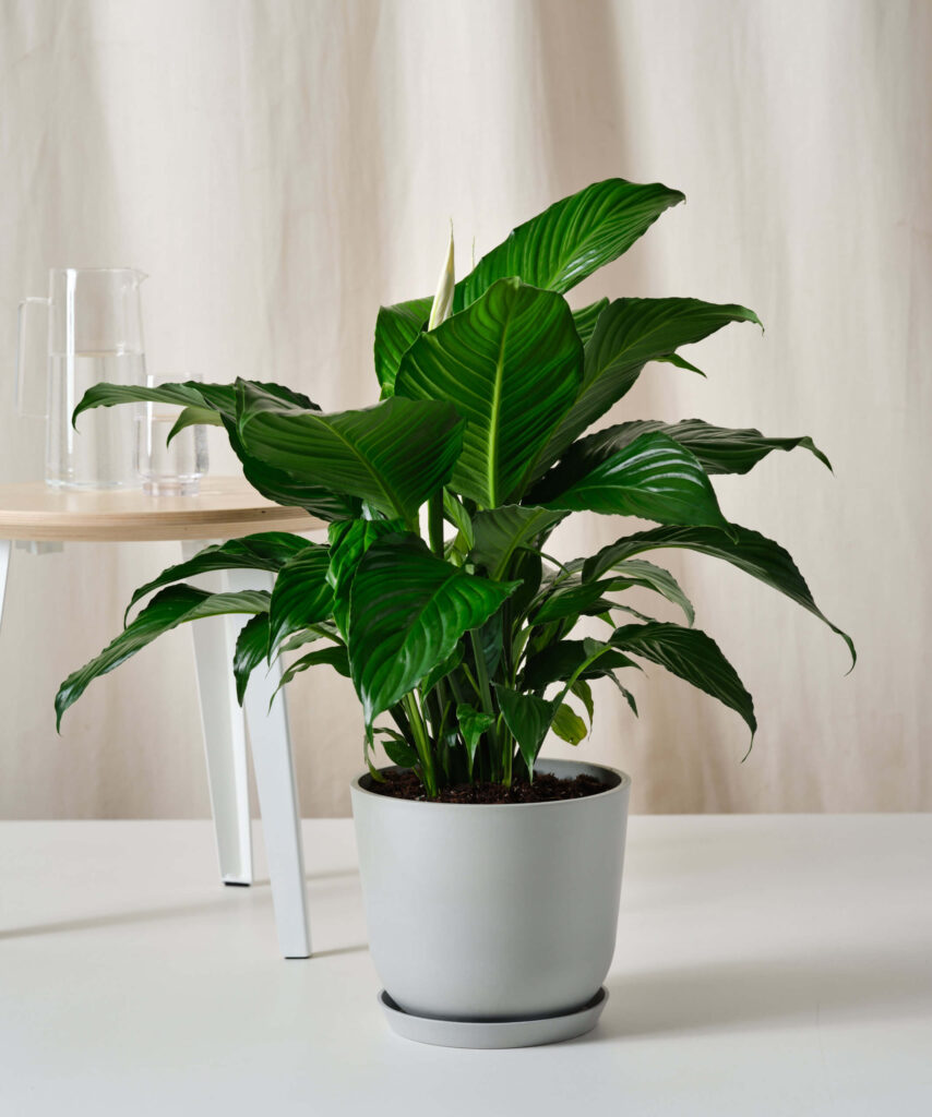 Bloomscape Peace Lily 10in Stone Scaled