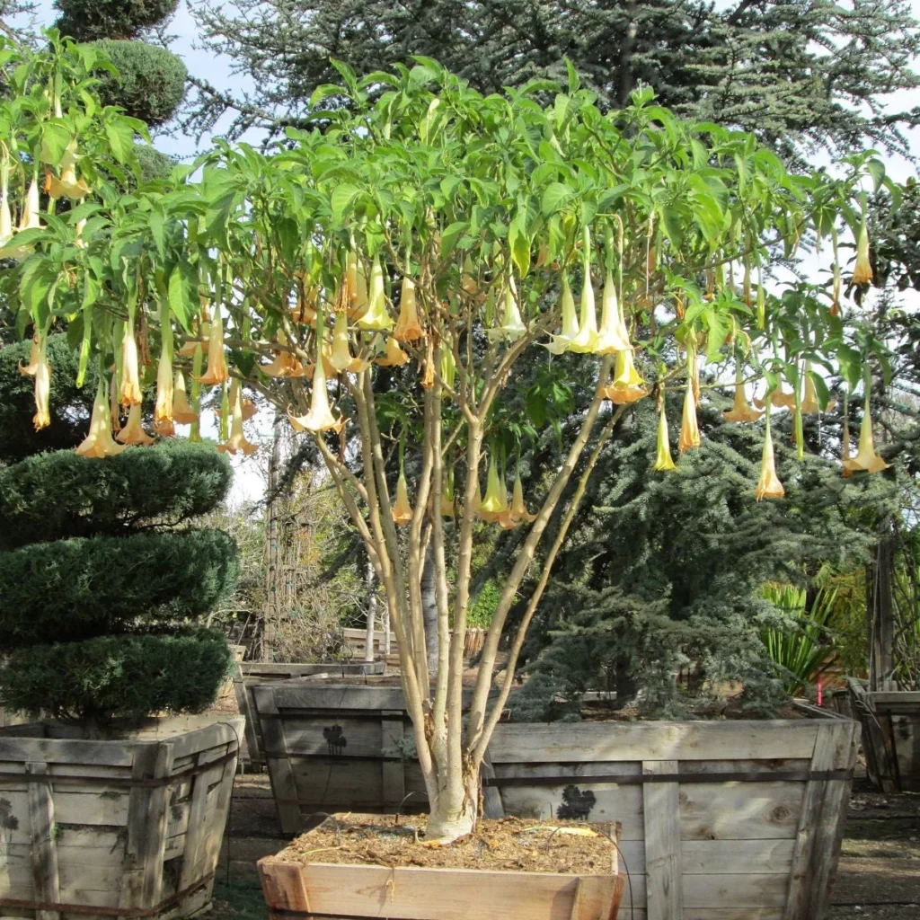 Brugmansia Versicolor