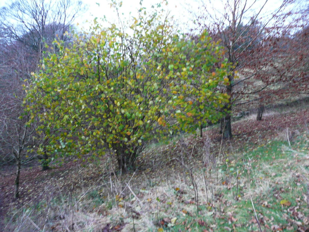 Hazel Tree With Leaves In Late December, Warley, Halifax Geograph.org.uk 5340361