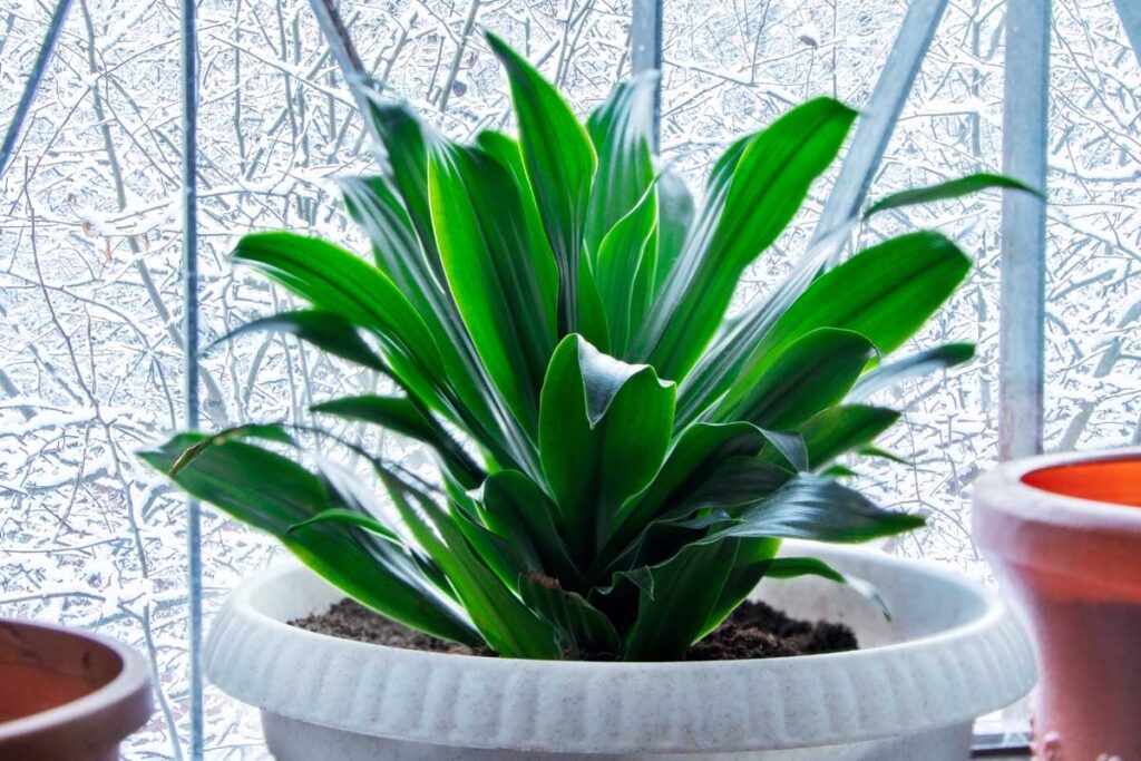 Cast Iron Plant (aspidistra Elatior)