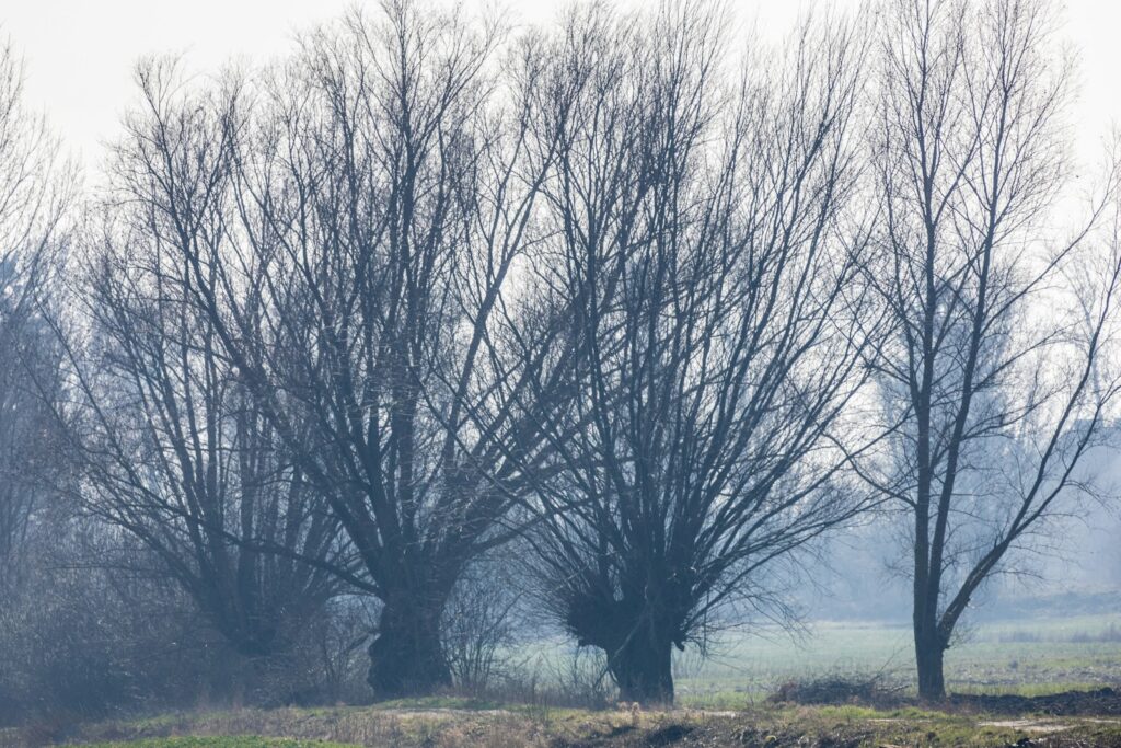 a herd of sheep grazing on a lush green field