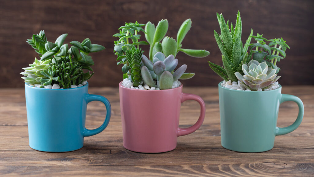 Easy Handmade Home Decoration With Succulents In Colourful Mugs