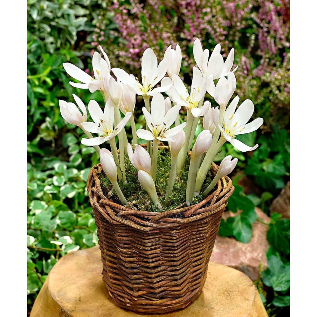 Colchicum Autumnale Alba2