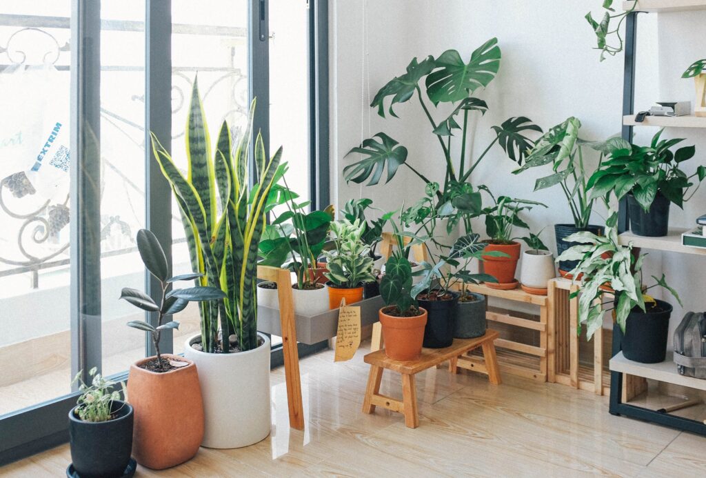 Common Indoor Plants
