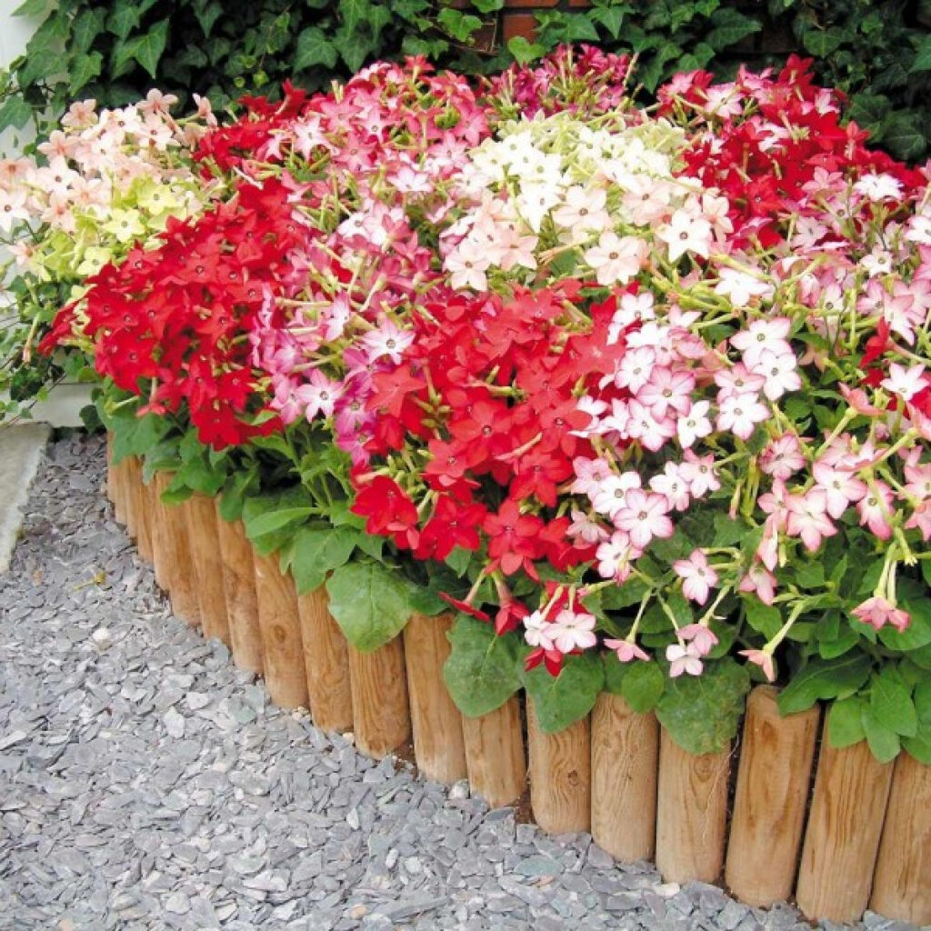 Compact Flowering Tobacco Nicotiana Sanderae Roulette 0 1200x1200