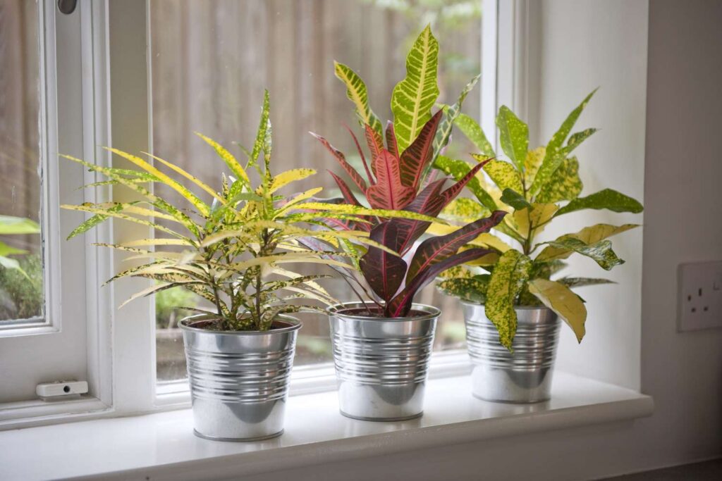 Croton (codiaeum Variegatum)