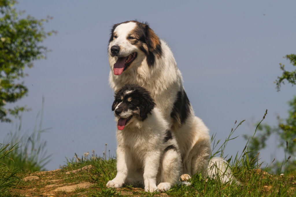 Tornjak And Puppy