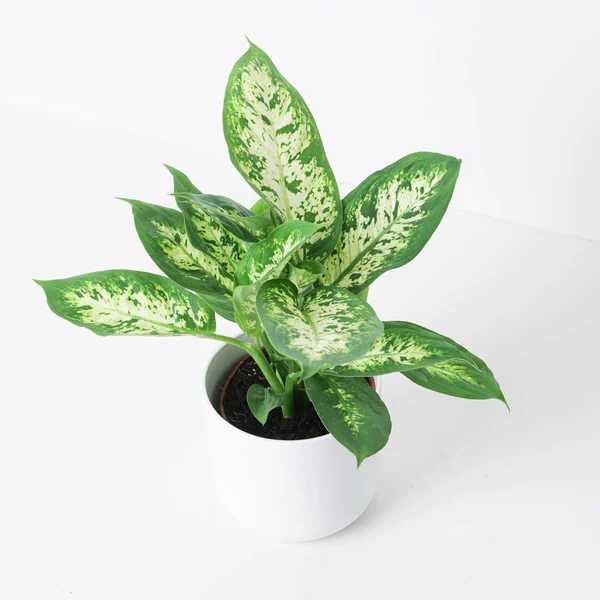 Dieffenbachia Compacta Or Dumb Cane Plant Dieffenbachia Compacta Or Dumb Cane Plant 1 Grande