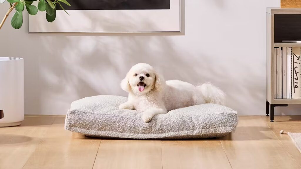 Dog Bed Front Model Medium 16 9