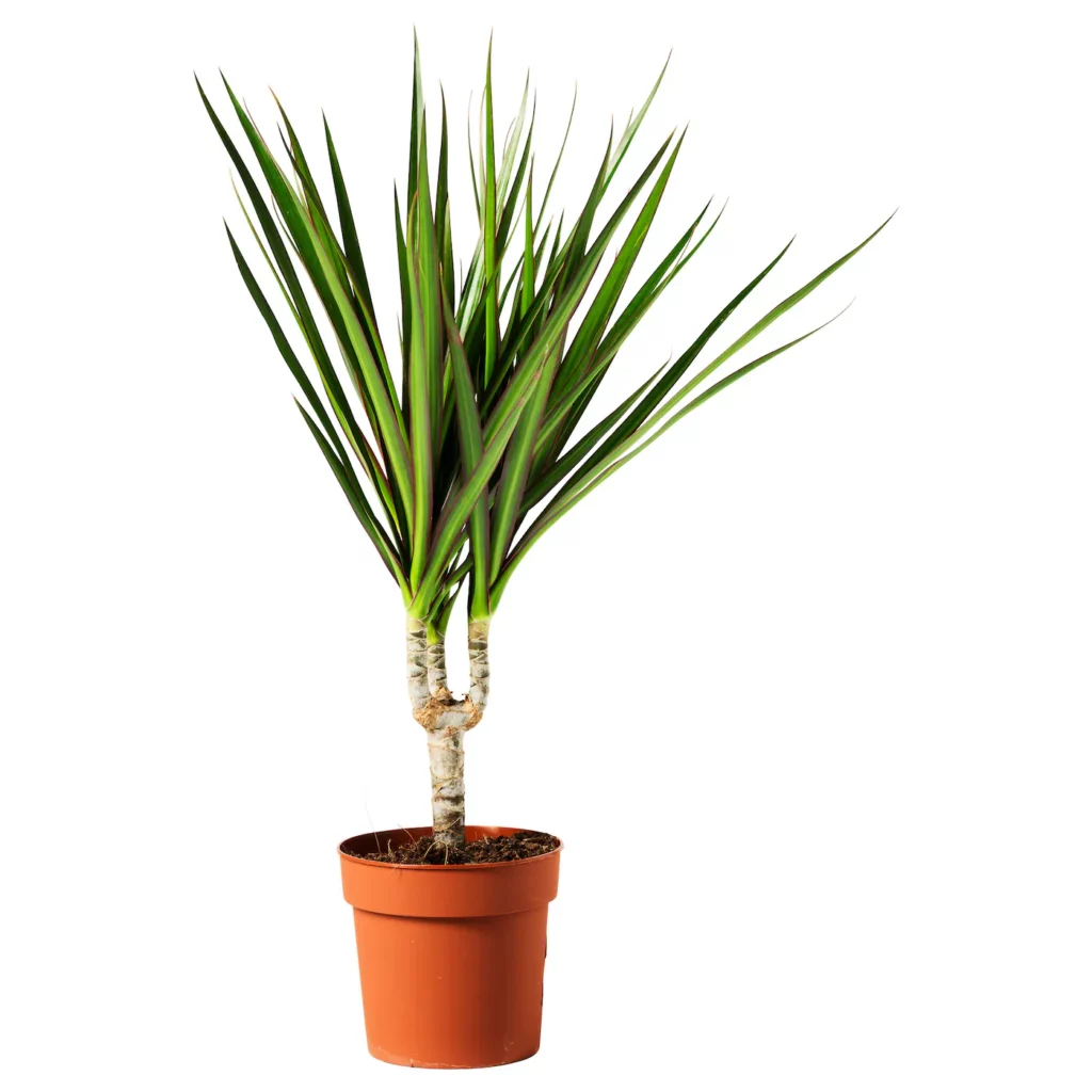 Dracaena Marginata Potted Plant Dragon Tree 1 Stem 0112750 Pe264649 S5
