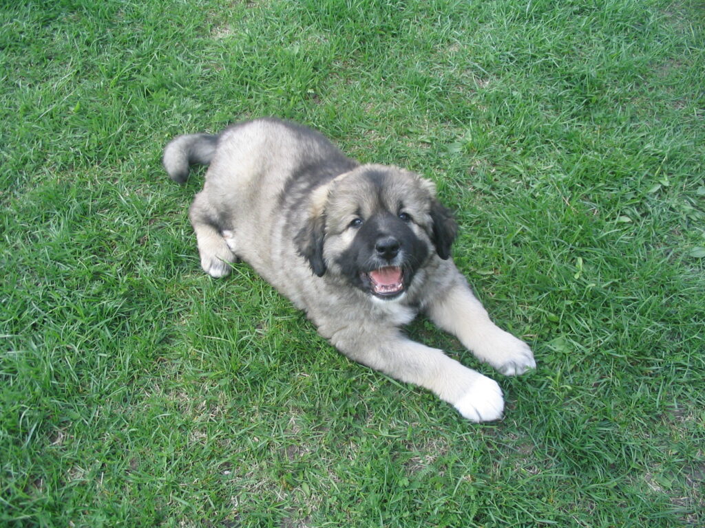 File:caucasian Shepherd Dog Puppy.jpg