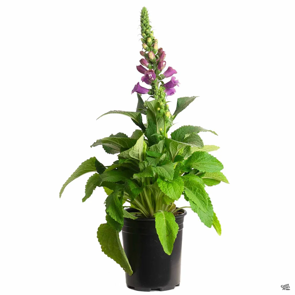Foxglove Digitalis 1gal 94c11a13 Cb1a 4b98 Bdd8 045d1c8ceb46 1024x1024