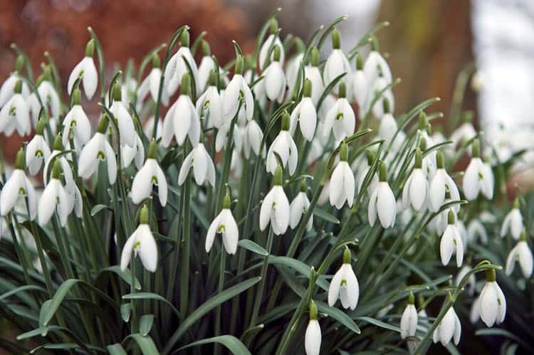 Galanthus Nivalis Snowdrop