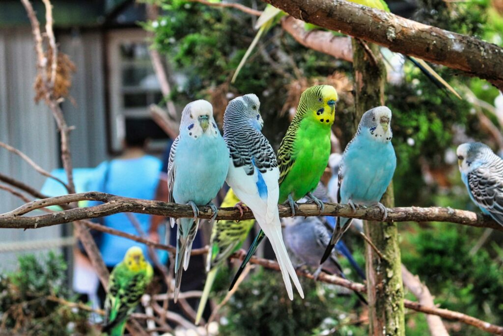 a group of parakeets sitting on a tree branch