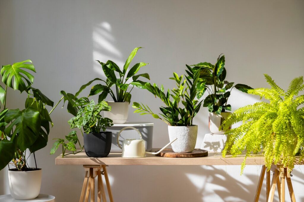 Greenery And Indoor Plants