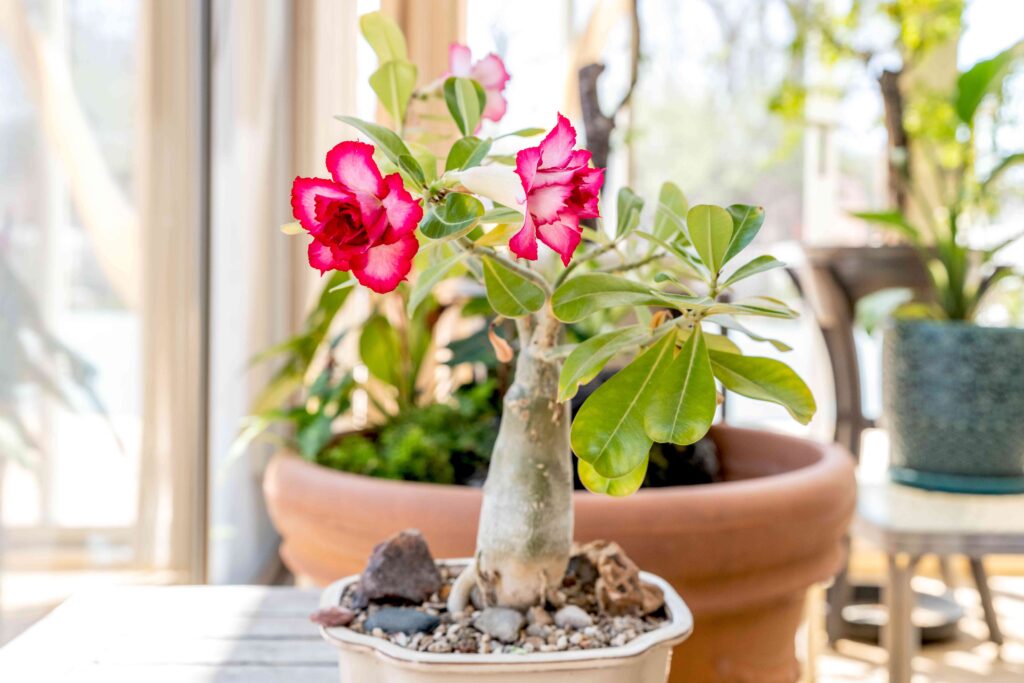 Grow Desert Rose Plants Indoors 1902974 Hero 64a97e2c287a4da38dab14acd4bfb8c4