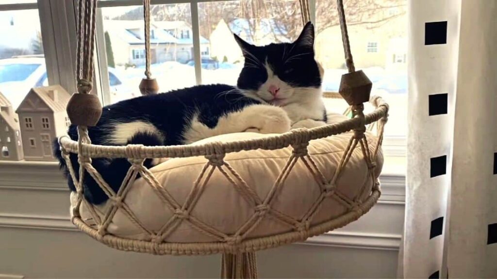 Hanging Macrame Hammock