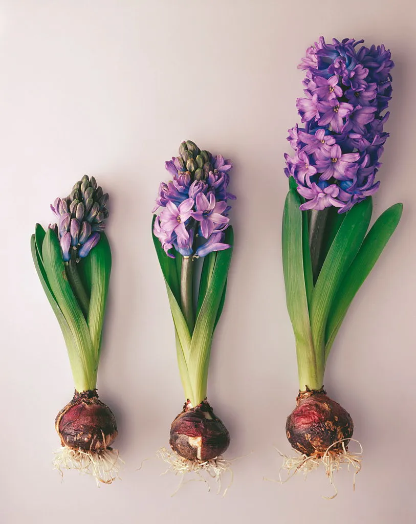 Hyacinthus Variety Not Identified. Photo By Flowerphotosuniversal Images Group Via Getty Images 846a2a3