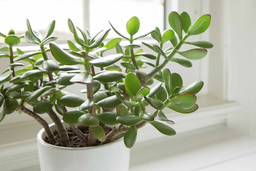 Jade Plant (crassula Ovata)