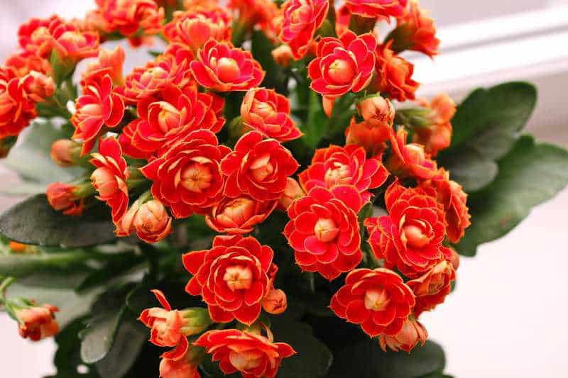 30 Easy-Care Indoor Plants to Transform Your Home Into a Sanctuary