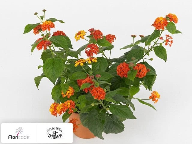 Lantana Svodchataya Bandana Red I9099