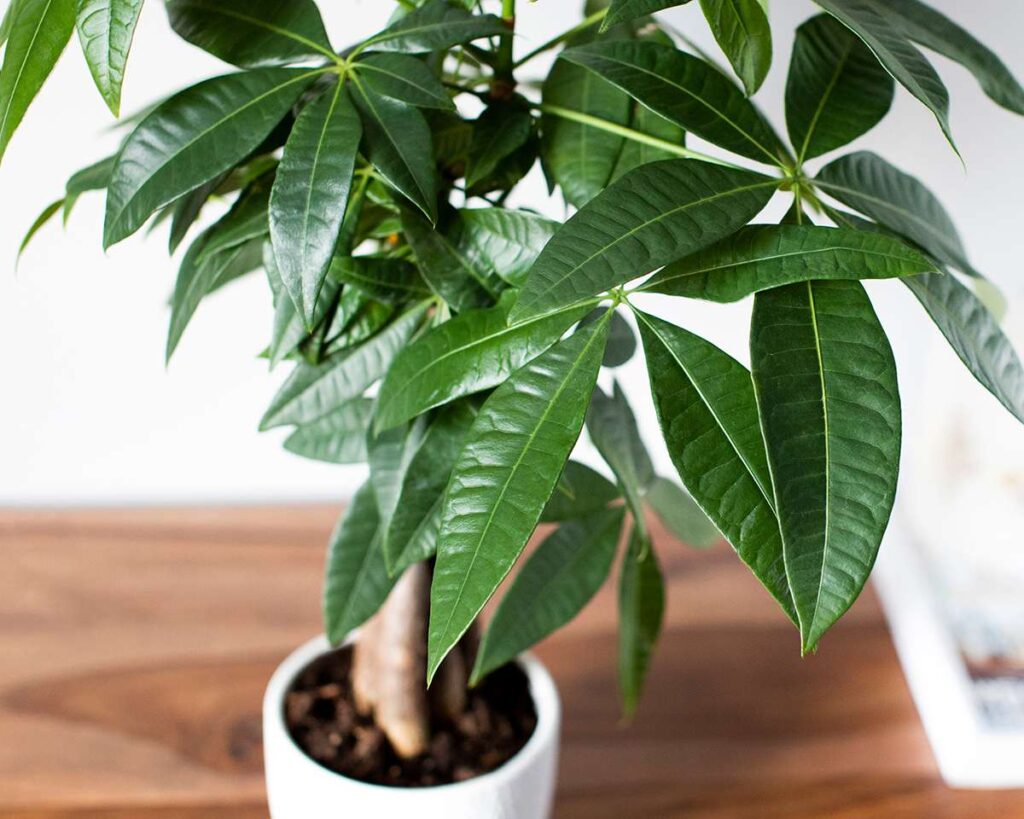 Money Tree (pachira Aquatica)