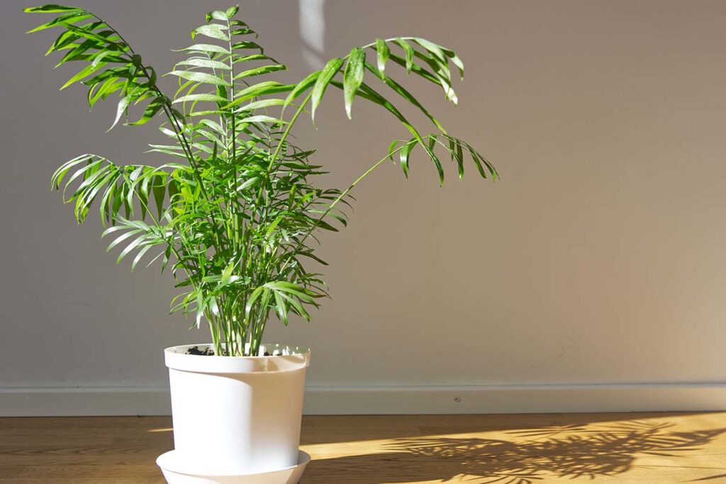 Parlor Palm (chamaedorea Elegans)
