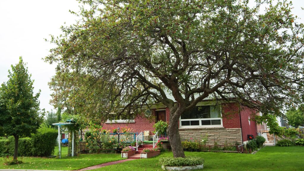 Plant Shade Trees