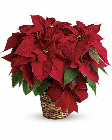 Poinsettia