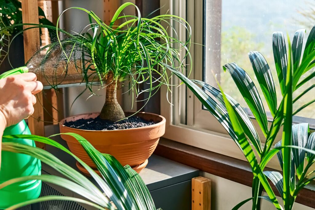Ponytail Palm (beaucarnea Recurvata)